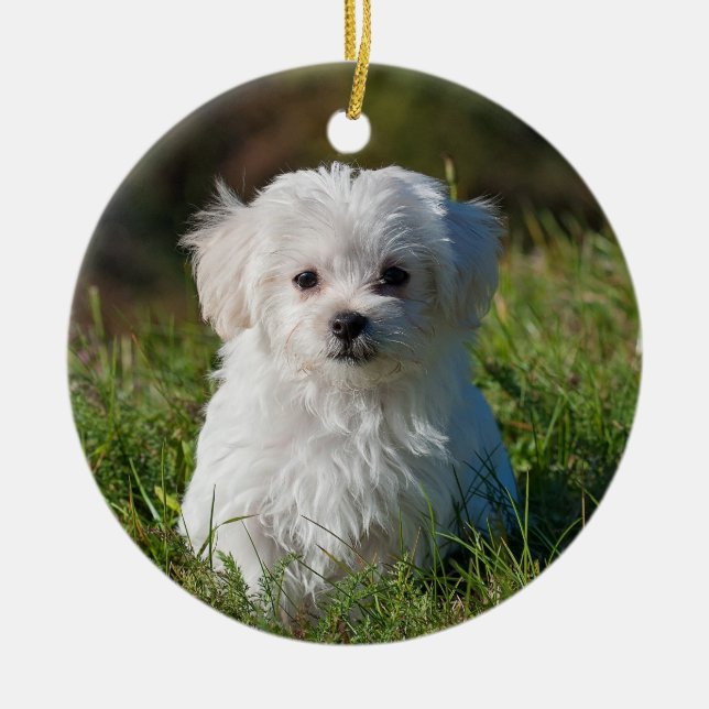 Fluffy Maltese Puppy Dog Ceramic Ornament (Front)
