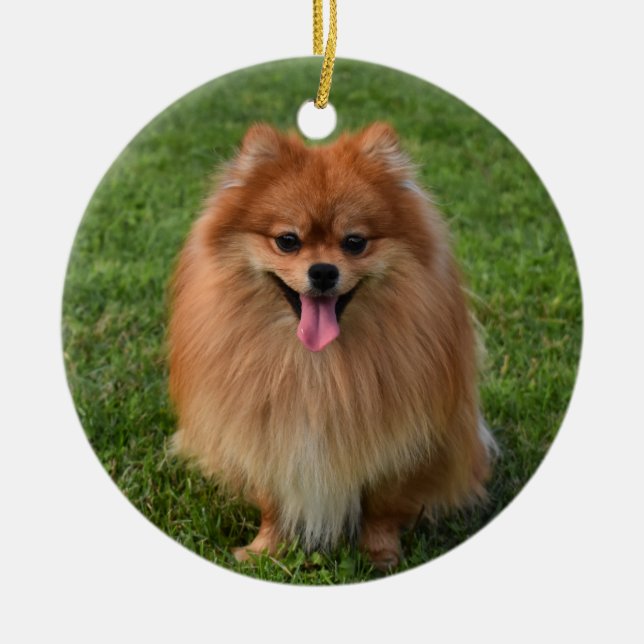 Fluffy Pomeranian Puppy Dog Ceramic Ornament (Front)
