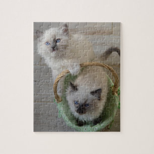 Fluffy Ragdoll Blue Eyed Kittens Jigsaw Puzzle