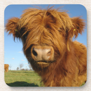 Fluffy Scottish Highland Cow - Blue Sky Coaster
