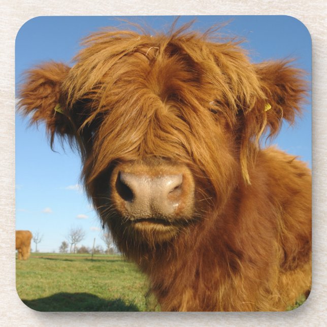 Fluffy Scottish Highland Cow - Blue Sky Coaster (Front)