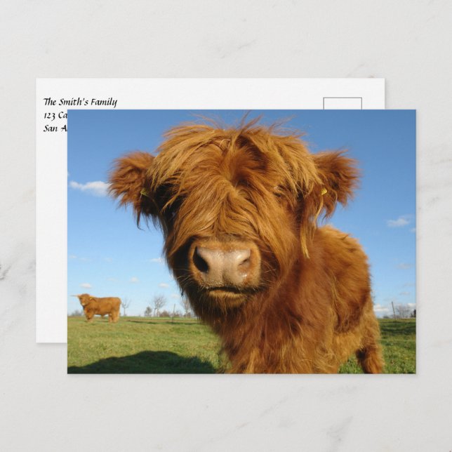 Fluffy Scottish Highland Cow - Blue Sky Postcard (Front/Back)