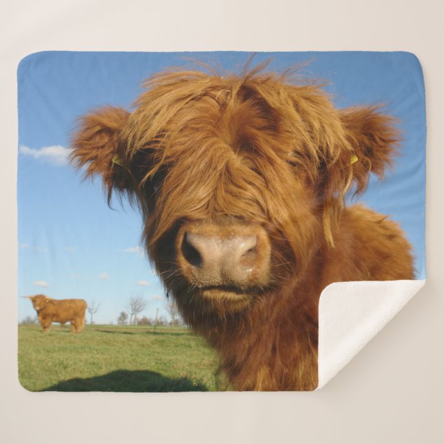 Fluffy Scottish Highland Cow - Blue Sky Sherpa Blanket (Front (Horizontal))