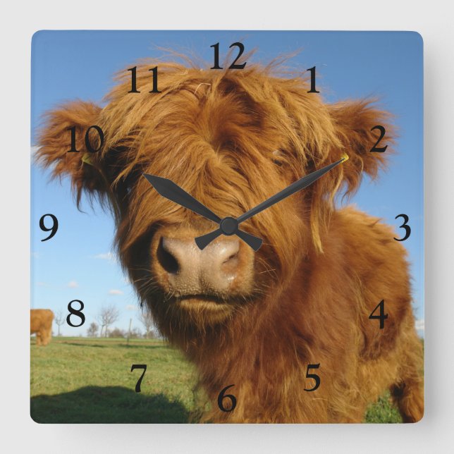 Fluffy Scottish Highland Cow - Blue Sky Square Wall Clock (Front)