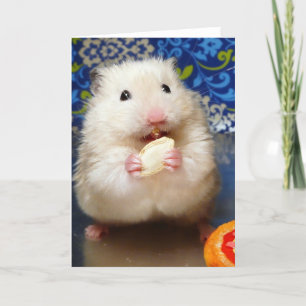 Fluffy Syrian Hamster Kokolinka Card