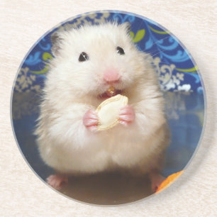 Fluffy syrian hamster Kokolinka eating a seed Coaster
