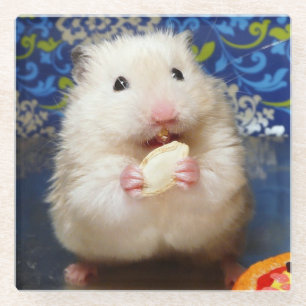 Fluffy syrian hamster Kokolinka eating a seed Glass Coaster