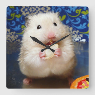 Fluffy syrian hamster Kokolinka eating a seed Square Wall Clock