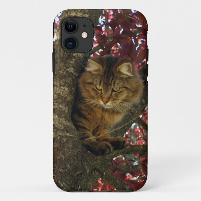 Fluffy Tabby Cat Pet-lovers iPhone 5 Case (Back)