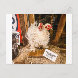Fluffy White Chicken Taxidermy Oddity Display Postcard