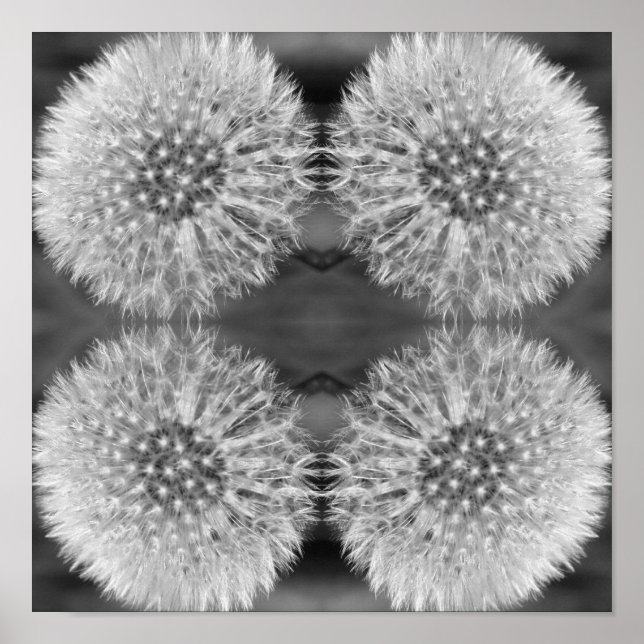 Fluffy White Dandelion Flower Black White Abstract Poster (Front)