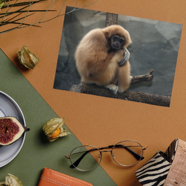 Fluffy white-handed lar gibbon postcard (Creator Uploaded)