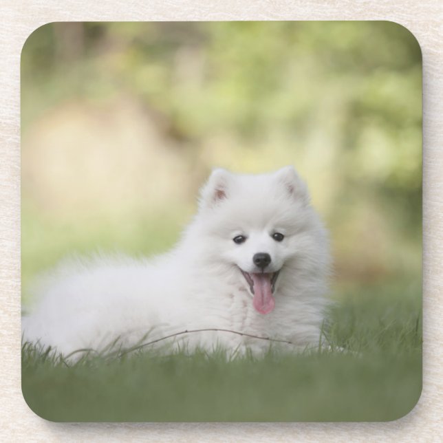 Fluffy White Keeshond Puppy Coaster (Front)
