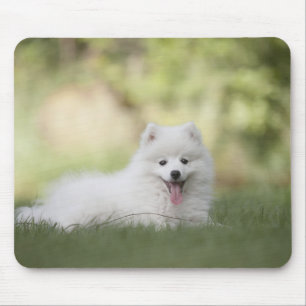 Fluffy White Keeshond Puppy Mouse Pad
