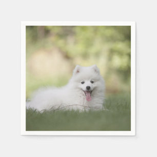 Fluffy White Keeshond Puppy Napkin