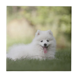 Fluffy White Keeshond Puppy Tile