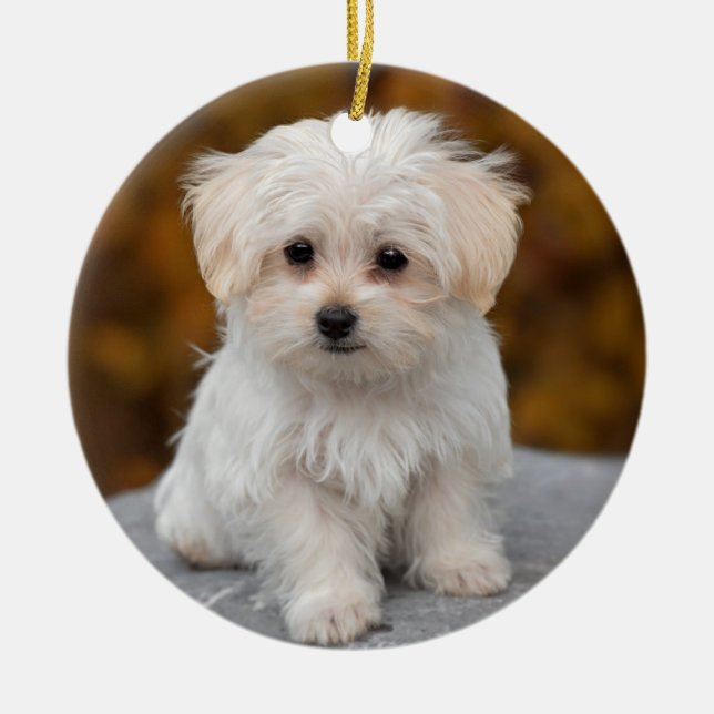 Fluffy White Maltese Puppy Dog Ceramic Ornament (Front)