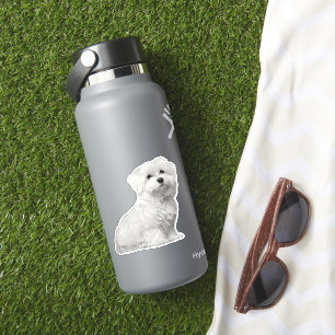 Fluffy White Maltese Puppy Sitting