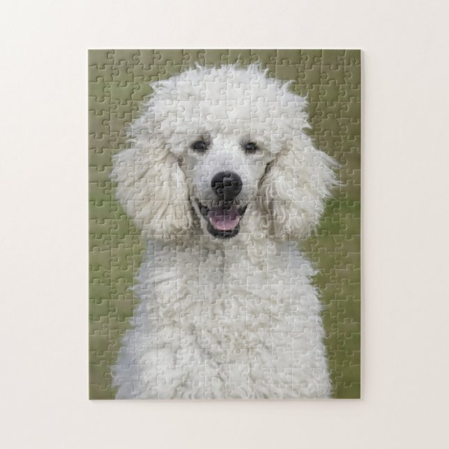 Fluffy White Poodle Puppy Dog Jigsaw Puzzle (Vertical)