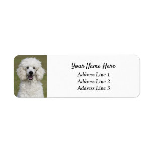 Fluffy White Poodle Puppy Dog Return Address Label