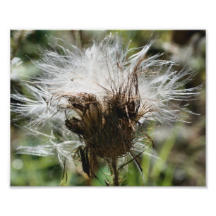 Fluffy White Thistle Seeds 10x8 Nature Print