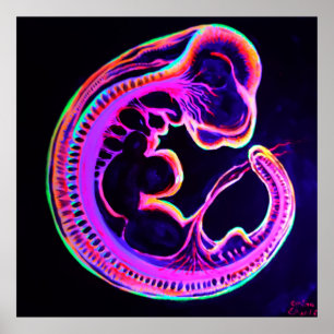 Fluorescent embryo glowing in the dark poster