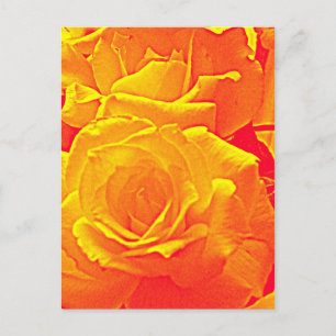 fluorescent rose orange postcard