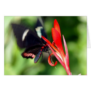 Flutterby Butterfly