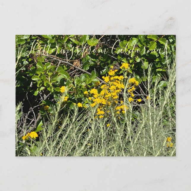Flutterings from California: Golden Yarrow Postcard (Front)