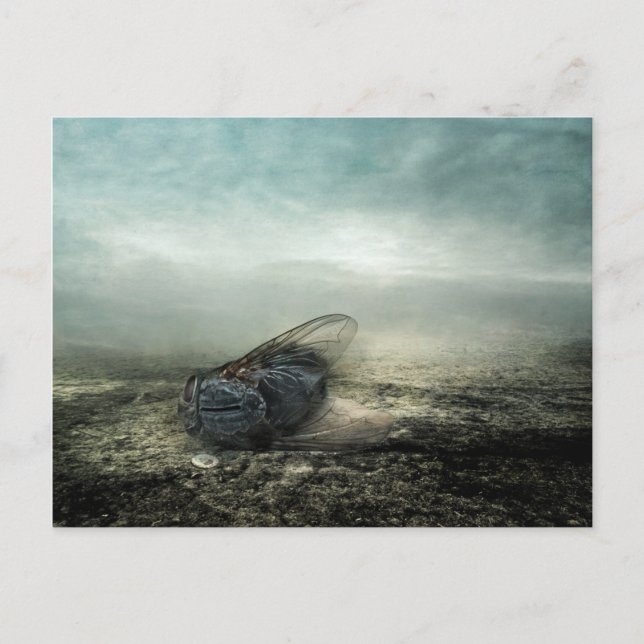 Fly 2013 postcard (Front)