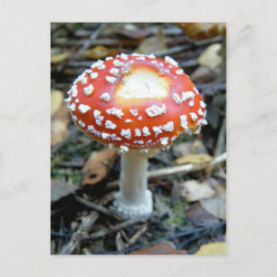 Fly Agaric {Amanita muscaria} Postcard