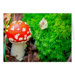 Fly agaric mushroom