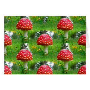 Fly Agaric Mushrooms