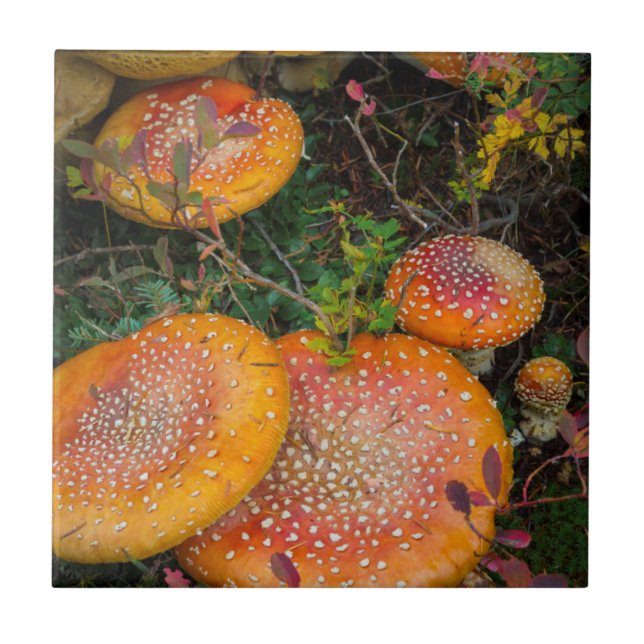 Fly agaric mushrooms at Mowich Lake Ceramic Tile (Front)