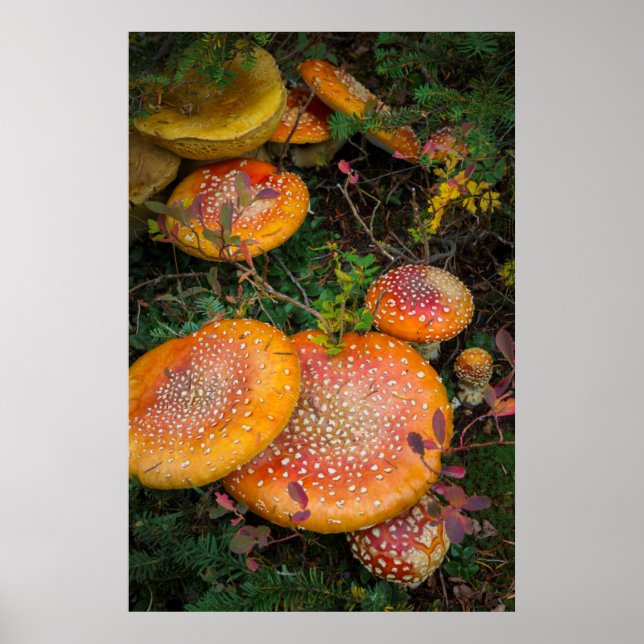 Fly agaric mushrooms at Mowich Lake Poster (Front)