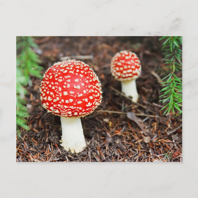 Fly agaric mushrooms postcard (Front)