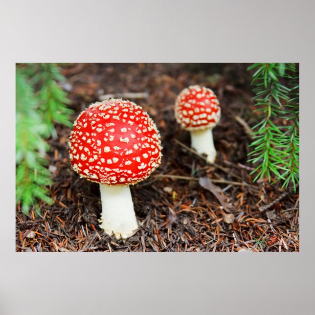 Fly agaric mushrooms poster (Front)