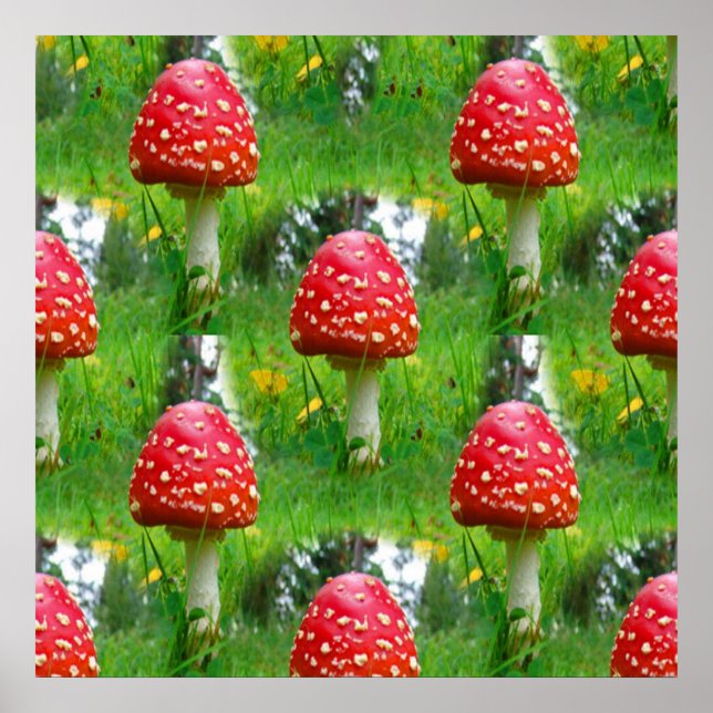 Fly Agaric Mushrooms Poster (Front)