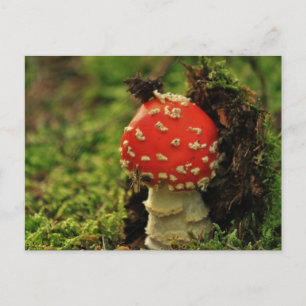 Fly Agaric Postcard