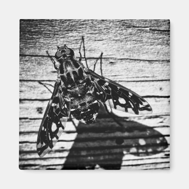 fly back magnet (Front)