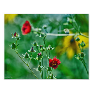 Fly-By in the Garden Photo Print