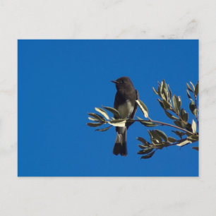 Fly Catcher Postcard
