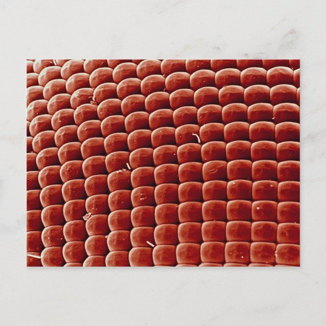 Fly - eye postcard (Front)