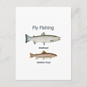 Fly Fishing Rainbow Trout - Steelhead Postcard