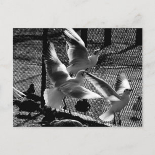 Fly for freedom postcard