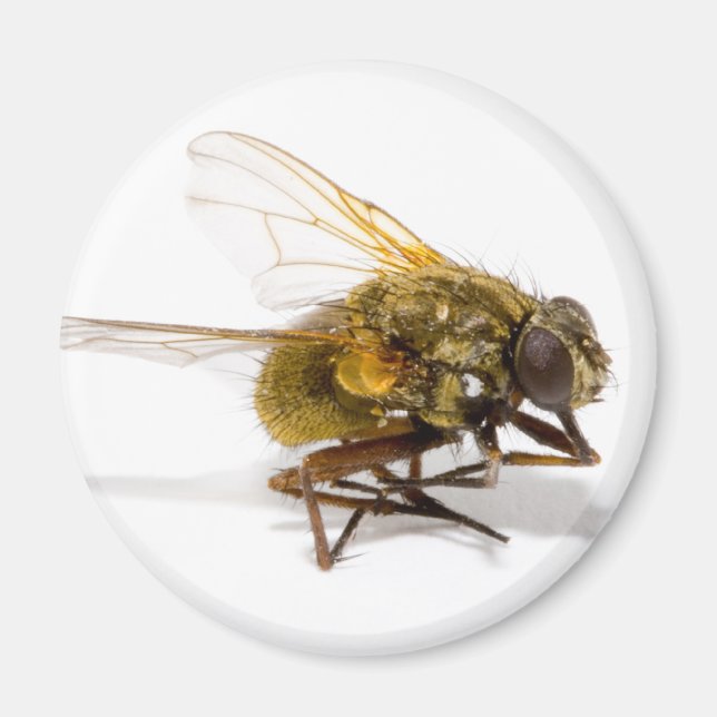 Fly Magnet (Front)