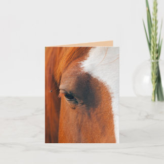 Fly On A Horses Eye (Humour) Card