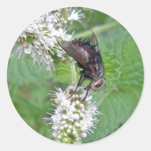 Fly on Mint (Tachinini  juriniopsis) Series Classic Round Sticker