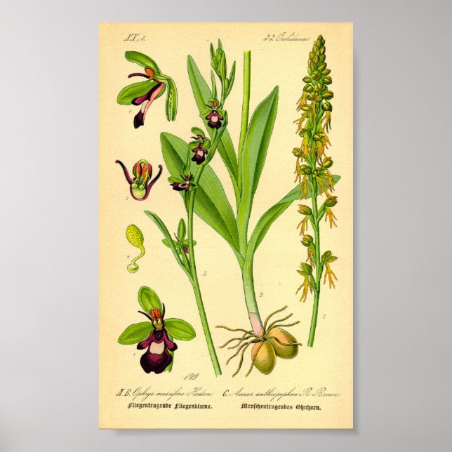 Fly Orchid (Ophrys insectifera) Poster (Front)