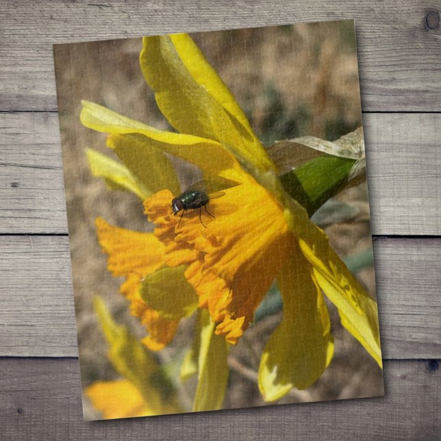 Fly Resting On Daffodil Close-Up Photograph Jigsaw Puzzle (floral and fly 16" x 20" jigsaw puzzle)